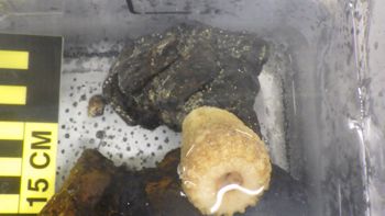 Media type: image;   Invertebrate Zoology 153104 Description: live specimen;